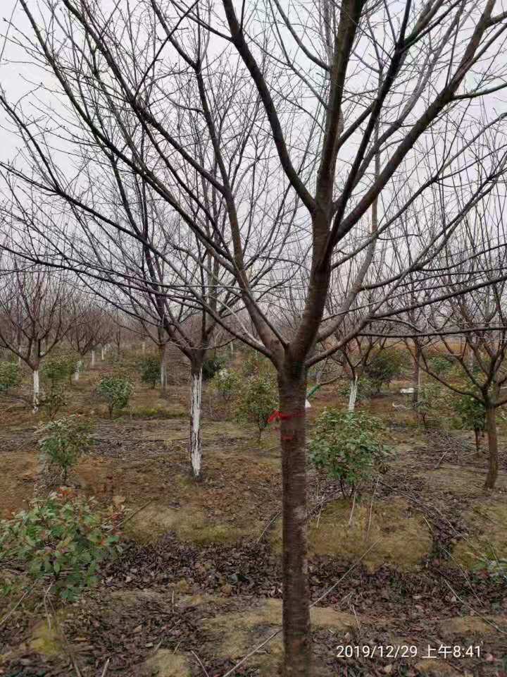 江西九江樱花树种植基地批发价格哪里有卖 江西九江樱花树哪家好