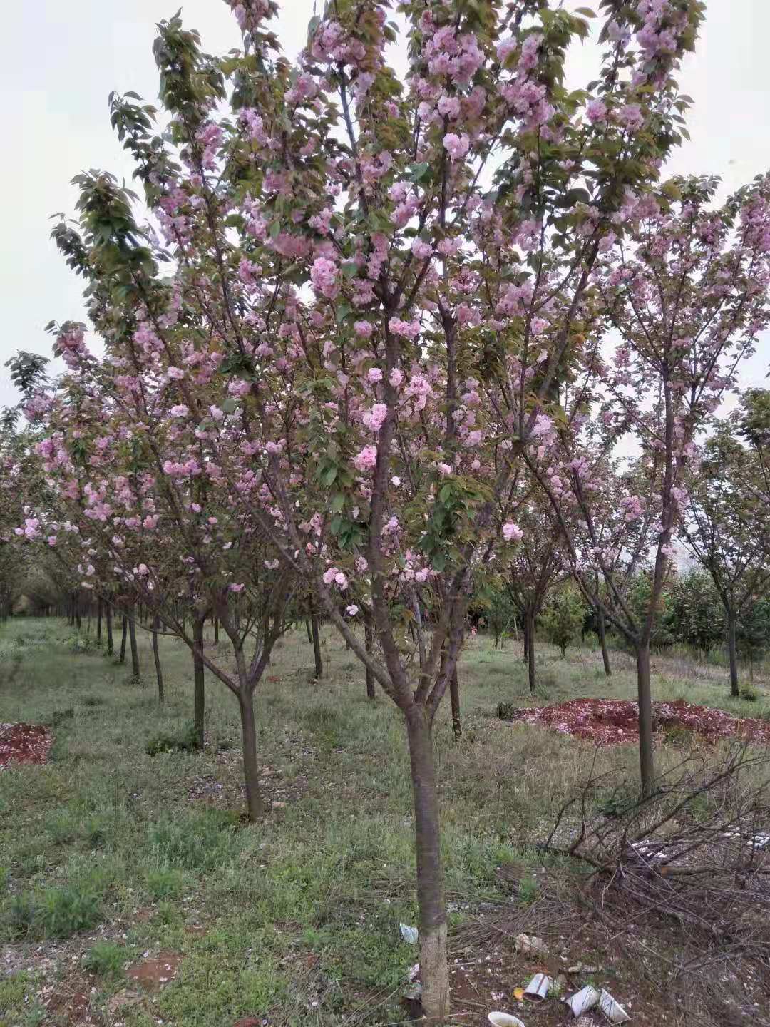 江西九江樱花树种植基地批发价格哪里有卖 江西九江樱花树哪家好