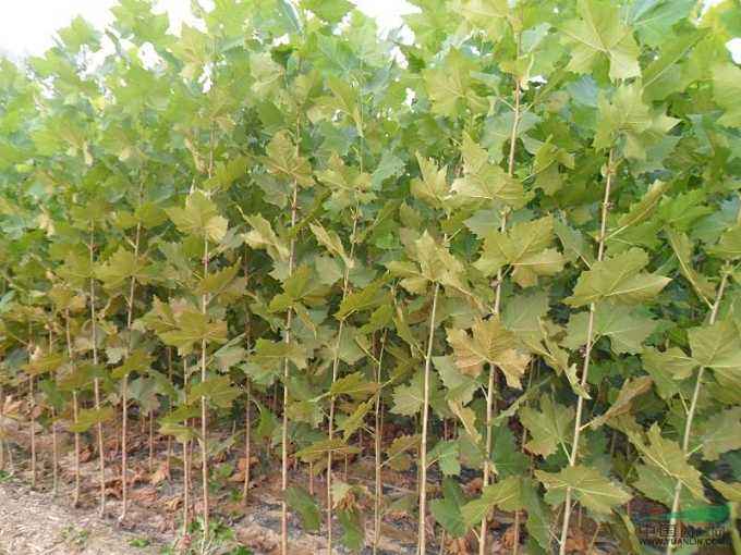 山东济宁1-3米法桐小苗种植批发基地批发价格哪里有卖多少钱