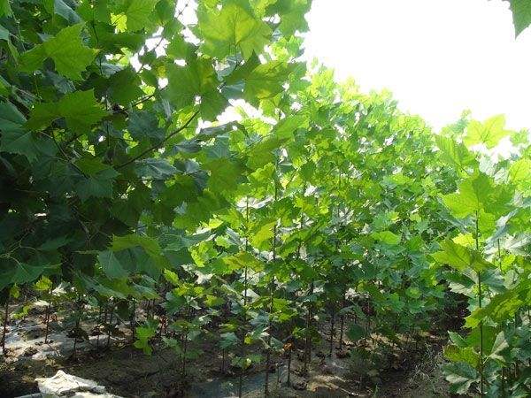 山东济宁1-3米法桐小苗种植批发基地批发价格哪里有卖多少钱