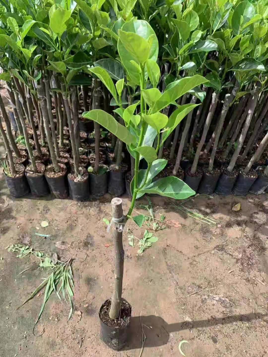 福建漳州泰国红肉菠萝蜜苗种植基地批发价格