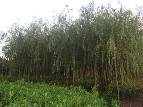 山东济宁8-30公分各种柳树种植批发基地批发价格哪里有卖多少钱