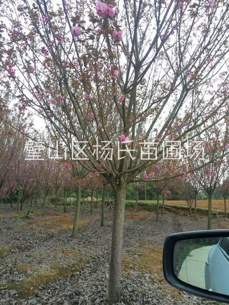 重庆市樱花厂家