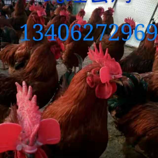对比后推荐：河北红玉母鸡苗供应商 红玉母鸡苗养殖中心直销-济宁市兖州区九斤红种鸡场