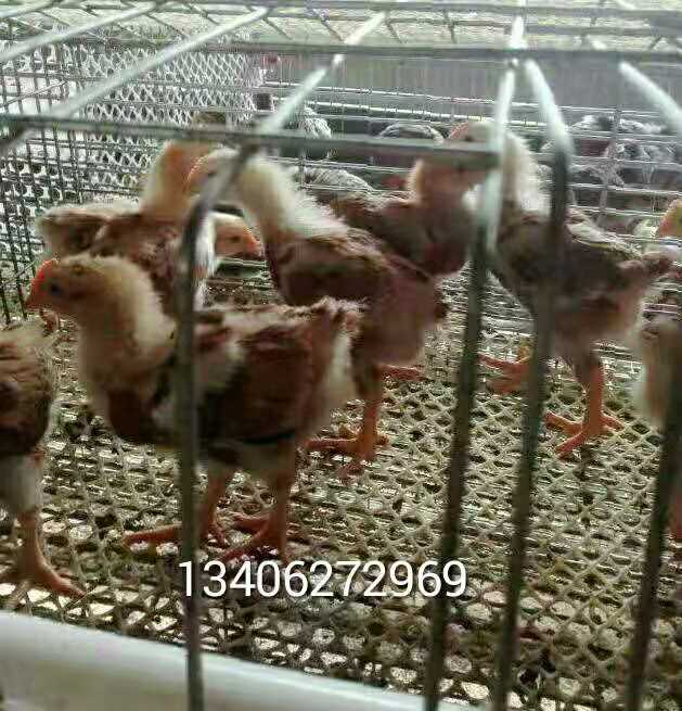 安徽红羽王公鸡苗养殖场直销批发价格哪家便宜
