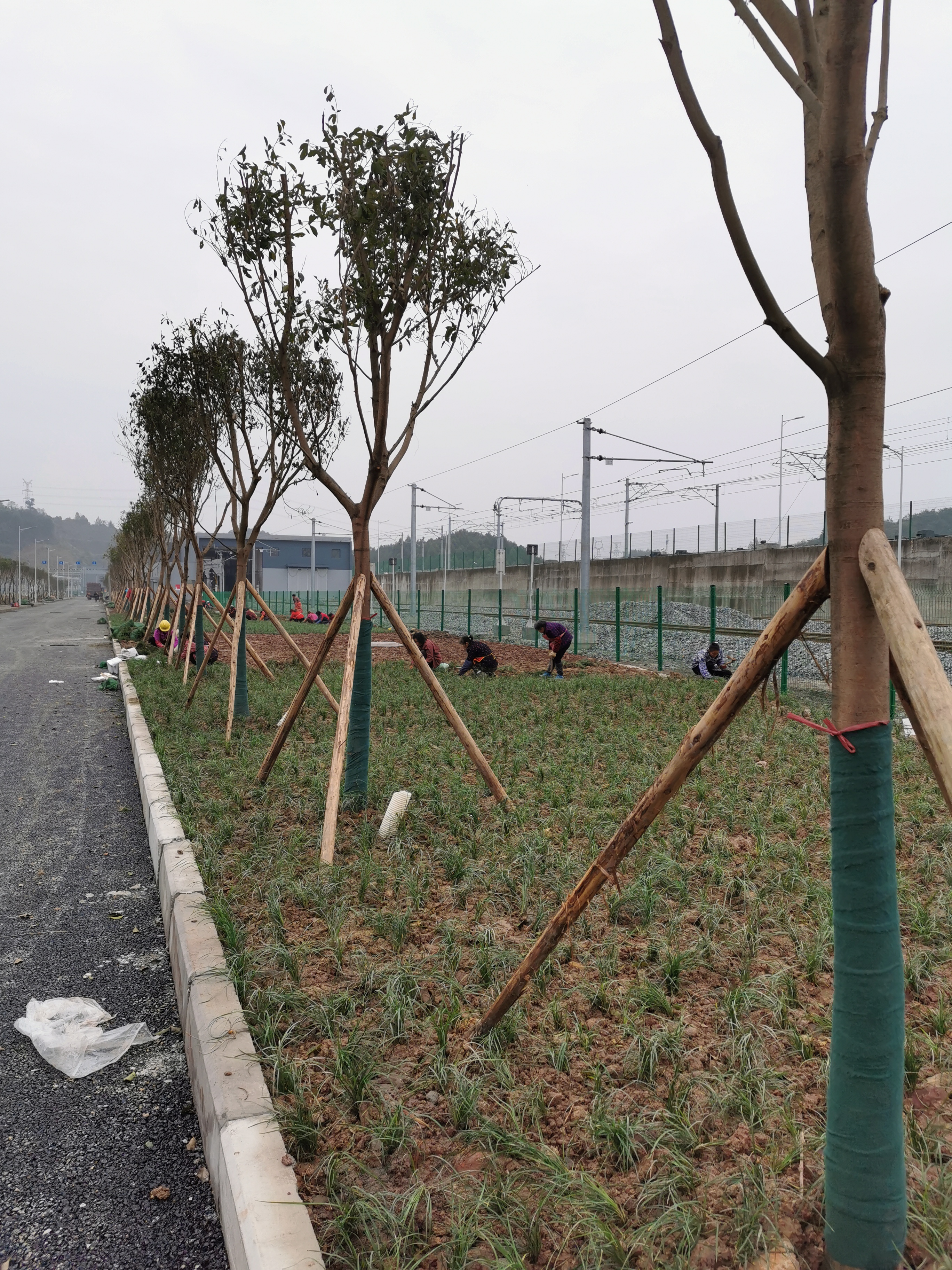 重庆小叶榕价格，香樟报价，种植基地