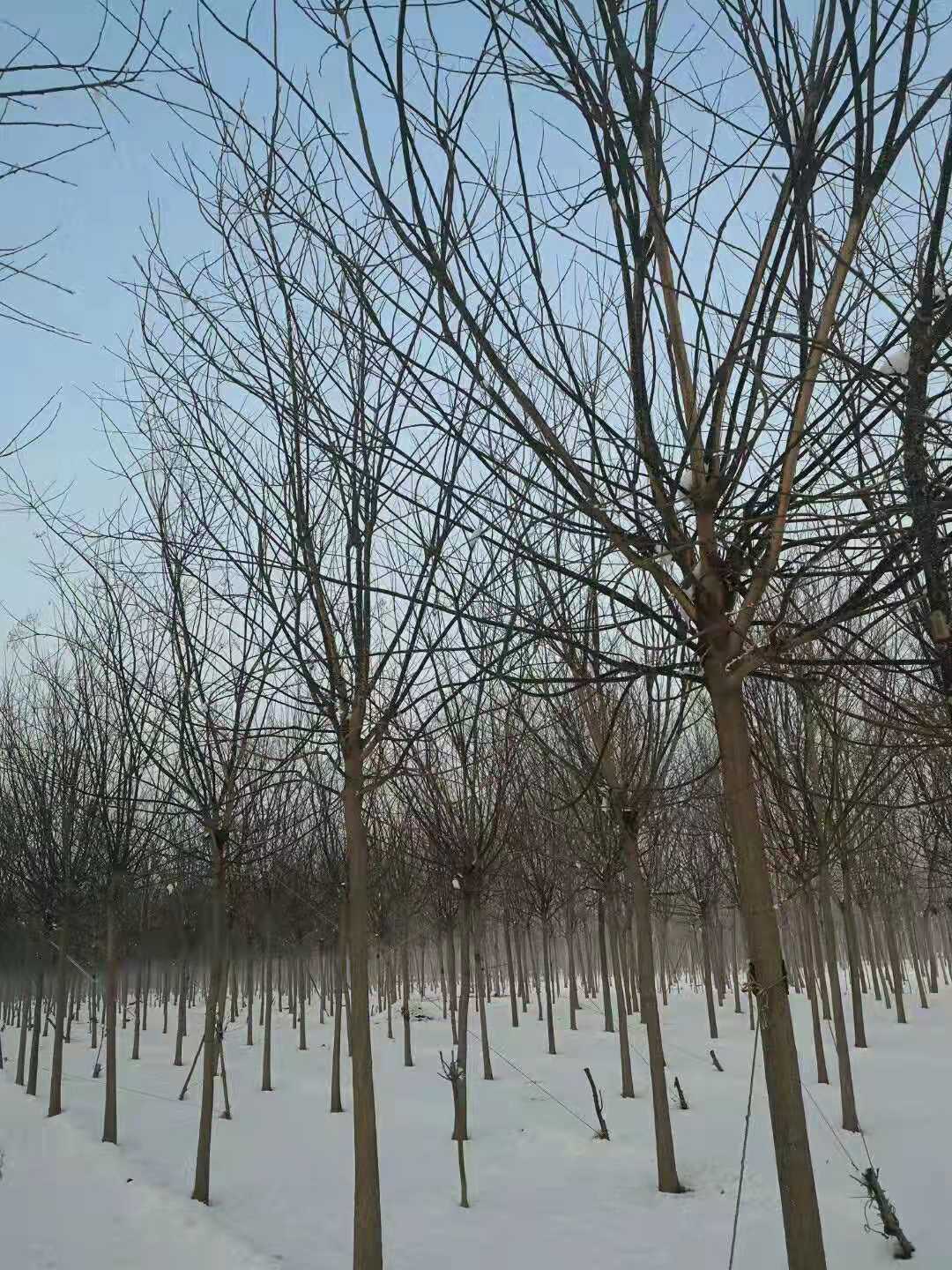 聊城市国槐种植基地厂家山东国槐种植基地直销批发价格