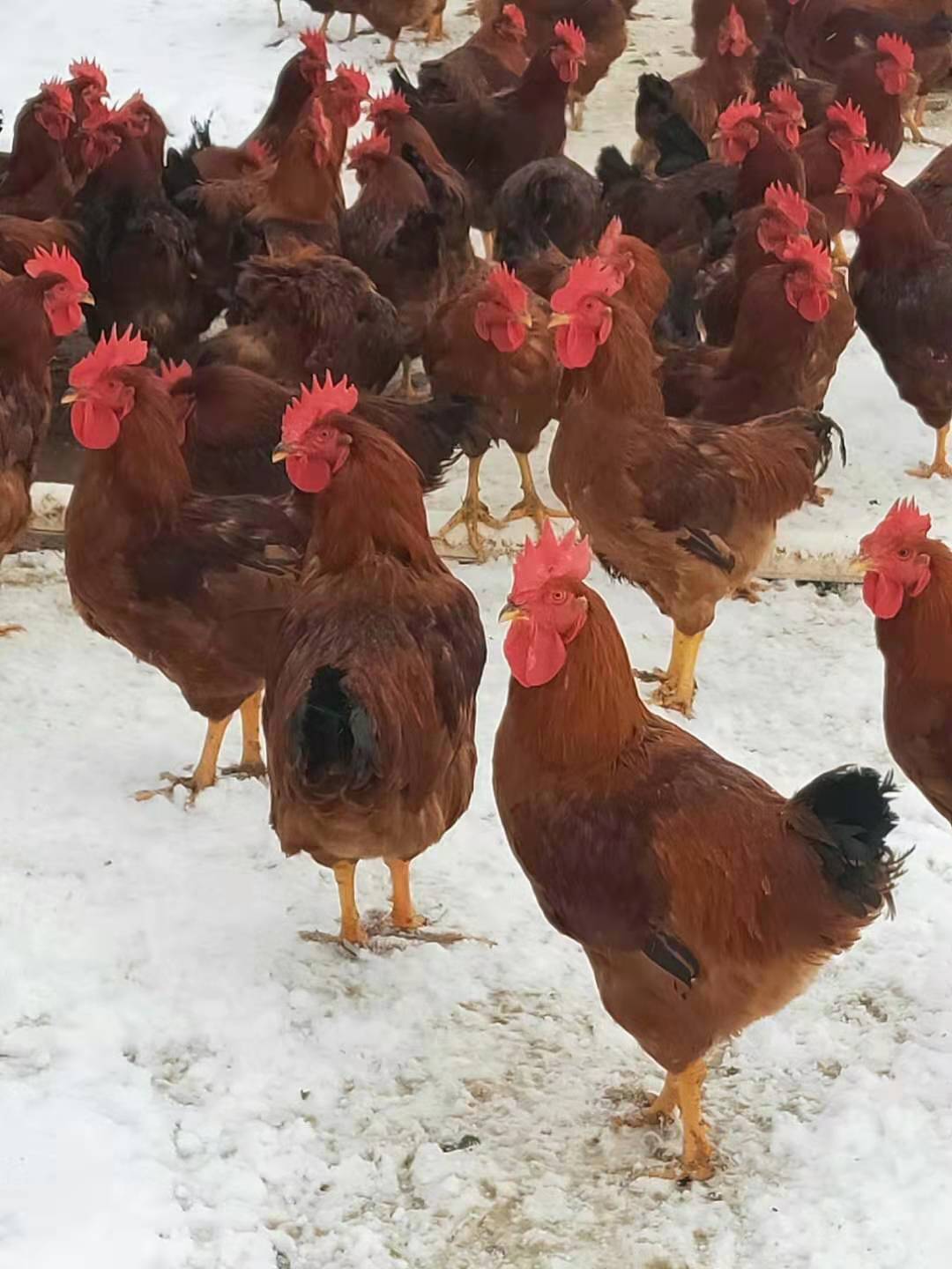 眉山红玉鸡混合苗养殖基地出售批发价格多少