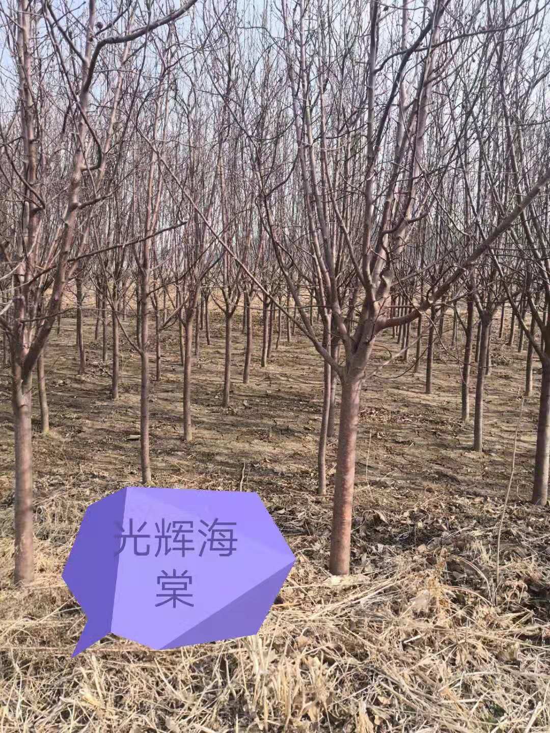 辽宁铁岭光辉海棠基地批发价格多少钱 销往辽宁，吉林，黑龙江，天津，甘肃