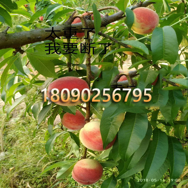 桃子苗种植基地、四川桃子苗批发价格、桃子苗一手供应商
