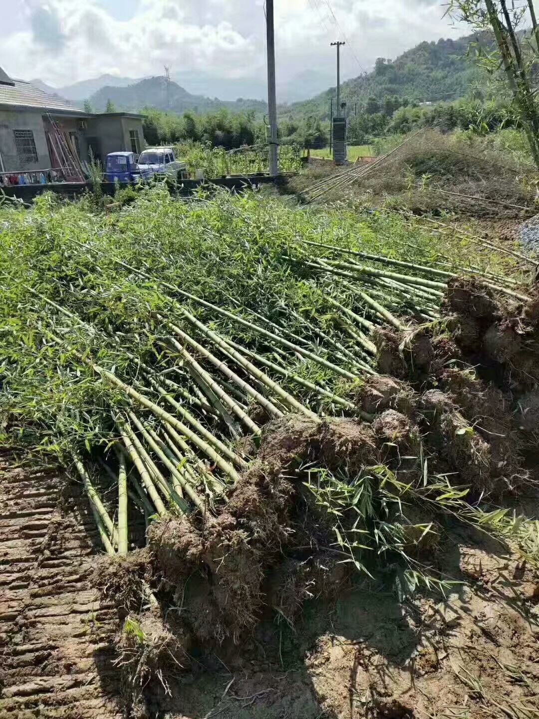 北京毛竹价格，安徽竹子供应商