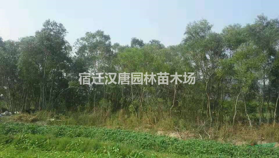 宿迁市大量批发台湾相思树基地-价格-供应商-出售-报价