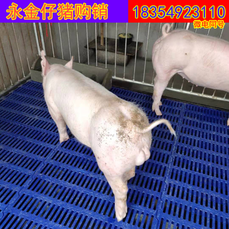 杜洛克种猪 种猪批发价格 仔猪养殖基地直销
