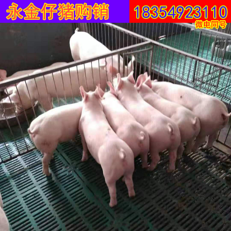 长白母猪  母猪基地直销价格 纯种母猪 纯种母猪猪苗 纯种育肥猪苗   三元育肥猪价格