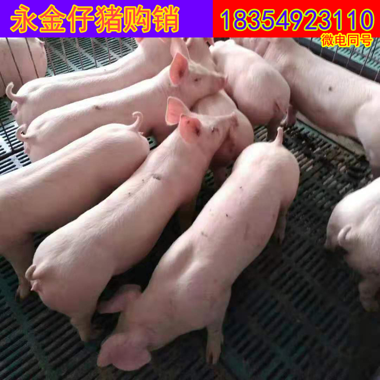 长白母猪  母猪基地直销价格 纯种母猪 纯种母猪猪苗 纯种育肥猪苗    三元猪价格