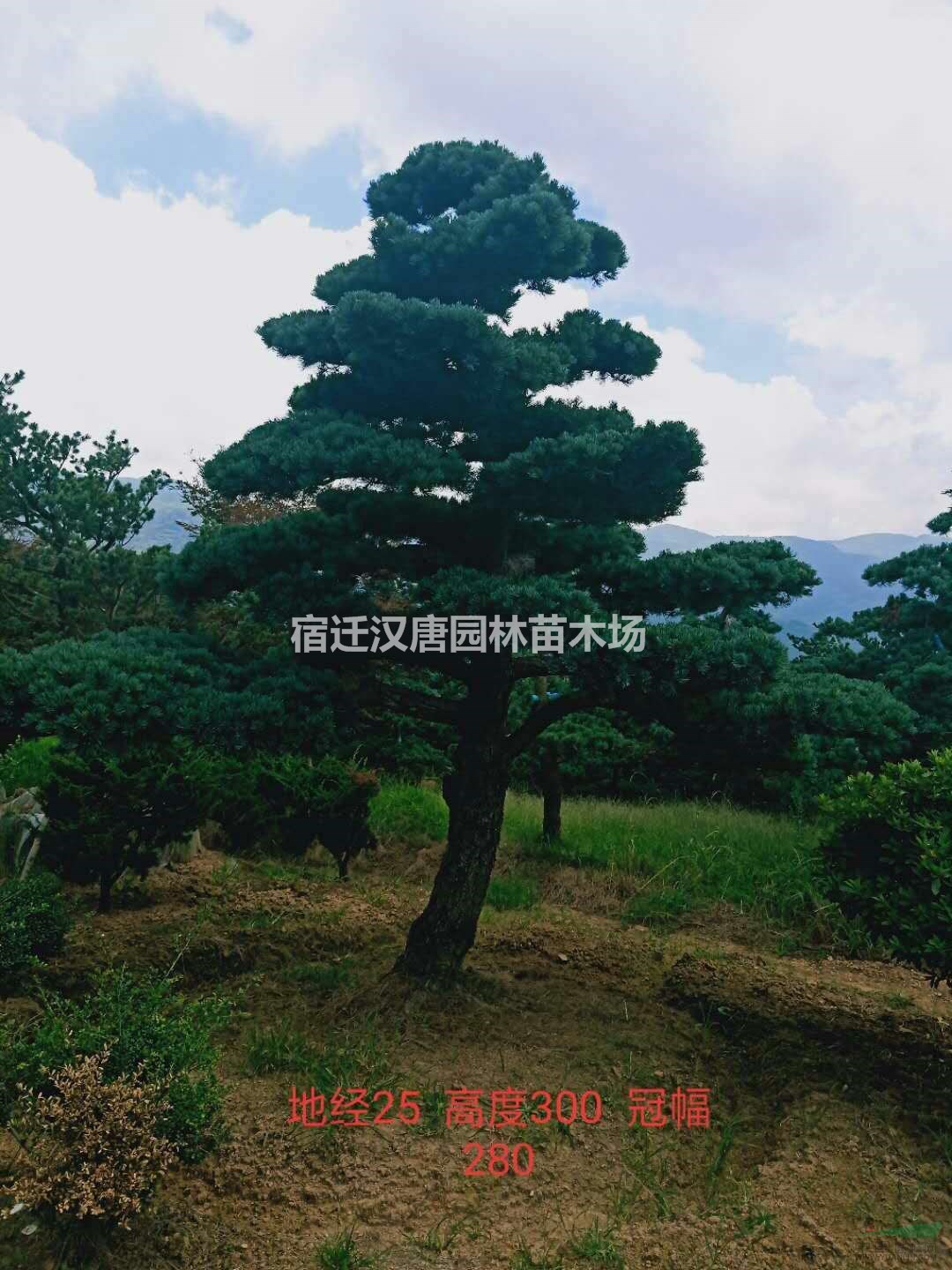 精品造型五针松批发