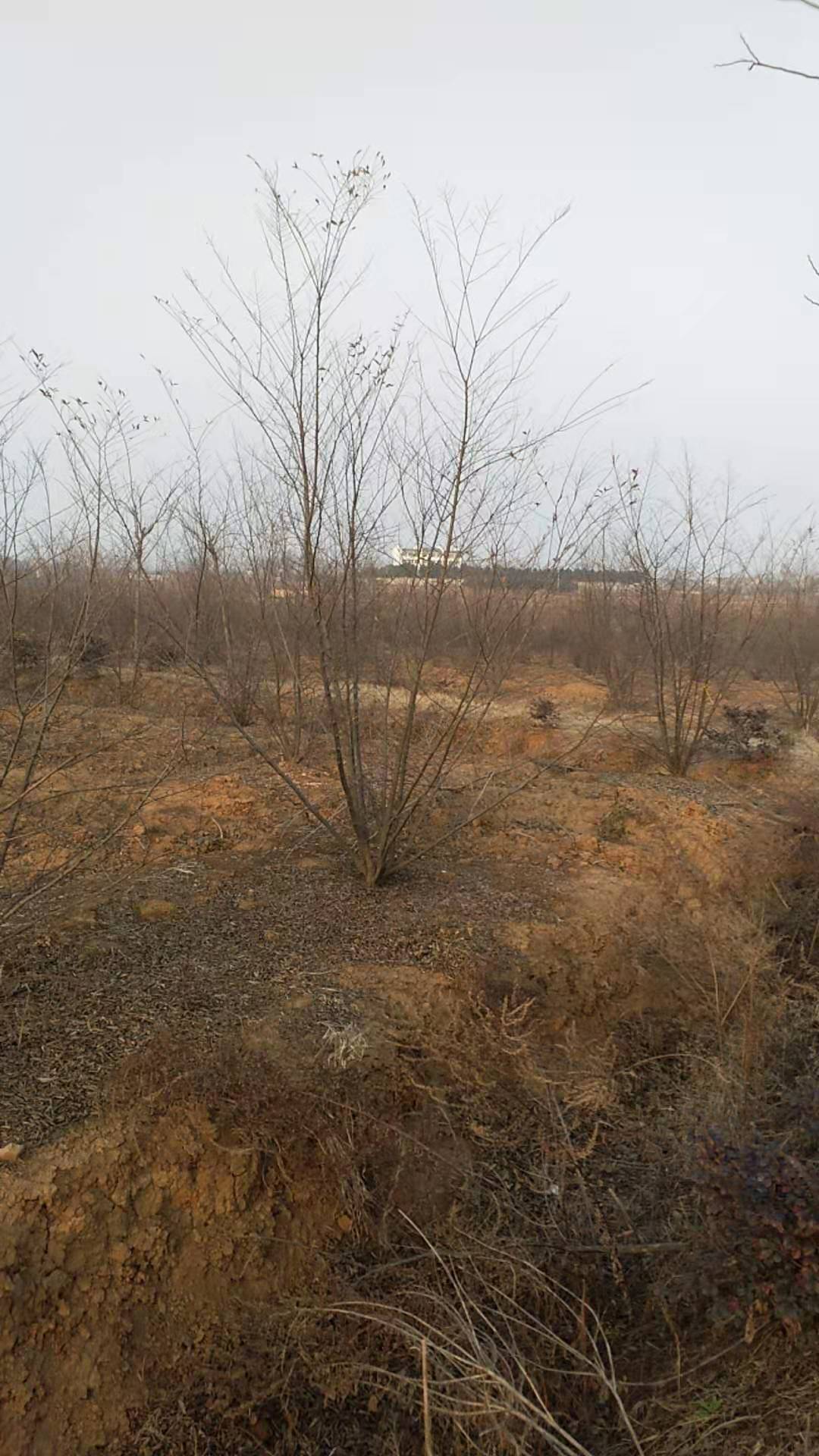 滁州市安徽丛生小朴树基地厂家安徽丛生小朴树基地批发 用在居住区、厂区绿地、街道或公路绿化带，销往四川，云南