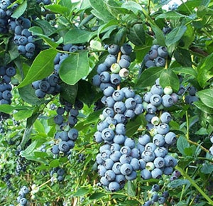 山东泰安纯种优质蓝莓，蓝丰，都克，批发价格图片