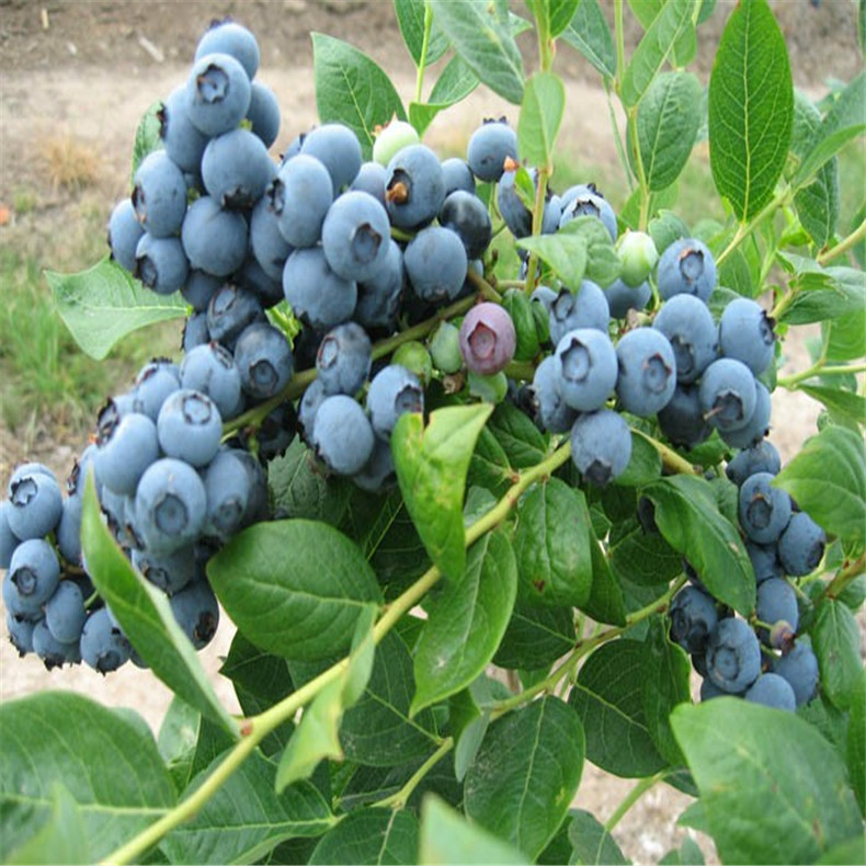 山东泰安纯种优质蓝莓，蓝丰，都克，批发价格