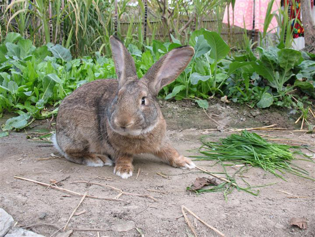 肉兔  比利时兔  种兔批发