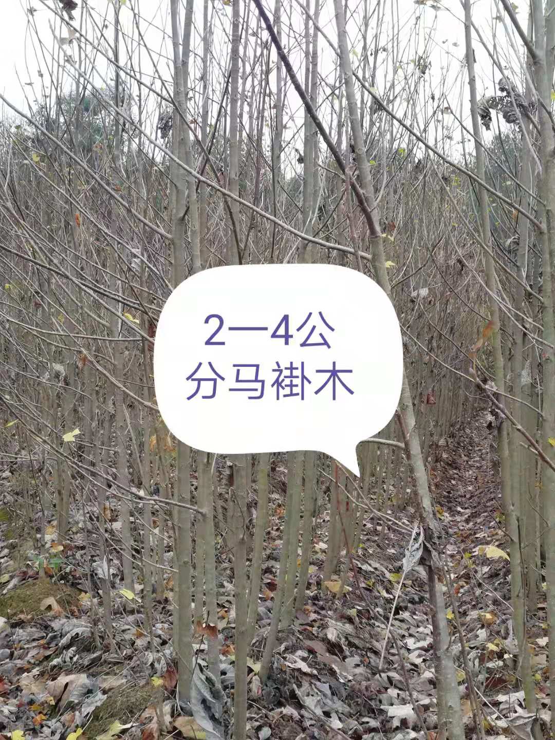 马褂木2-4公分基地，价格，批发价