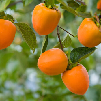 日本甜柿子苗水果柿子苗磨盘柿子苗图片