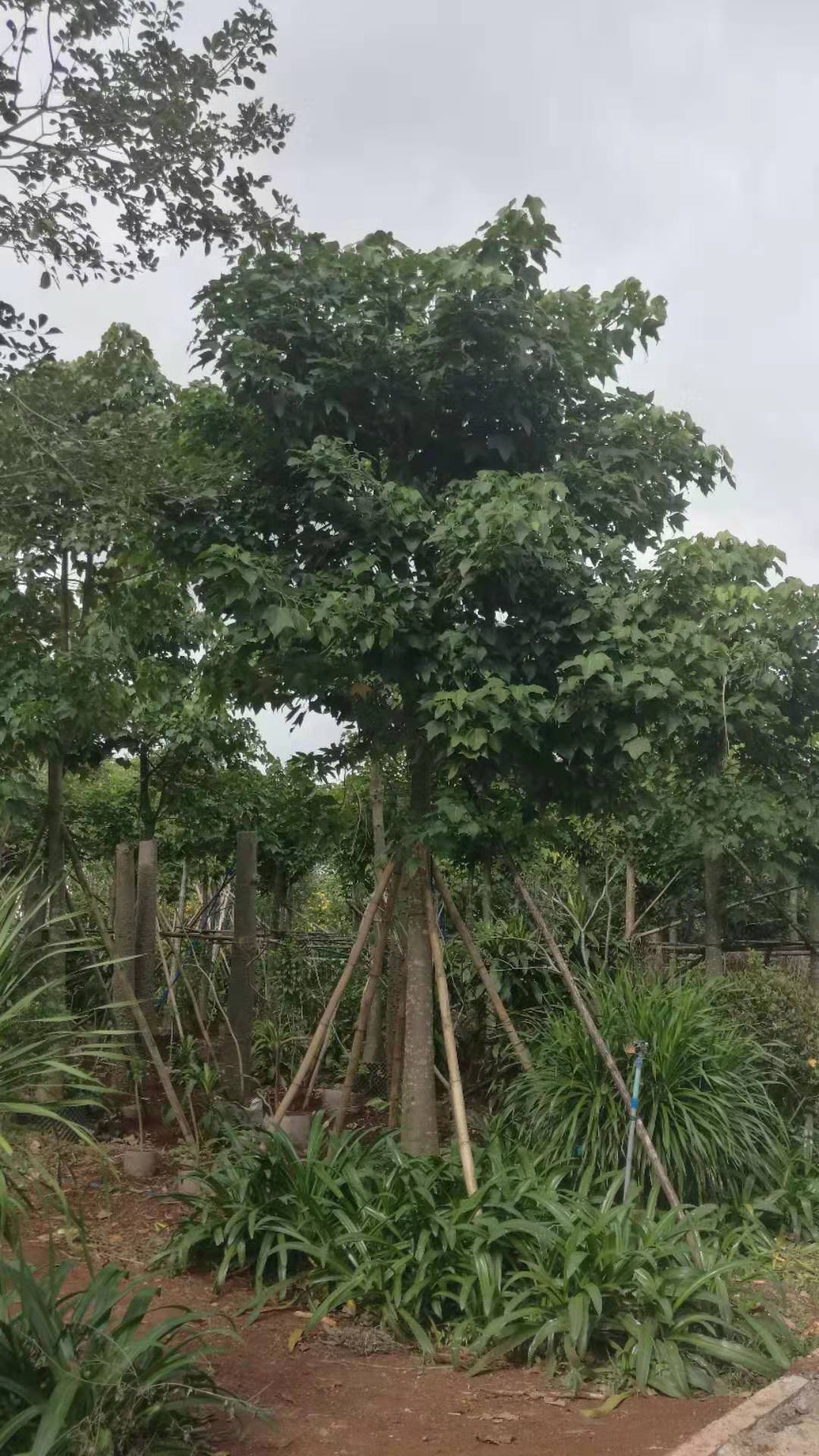 海南美丽梧桐13一18公分种植，价格，批发价图片