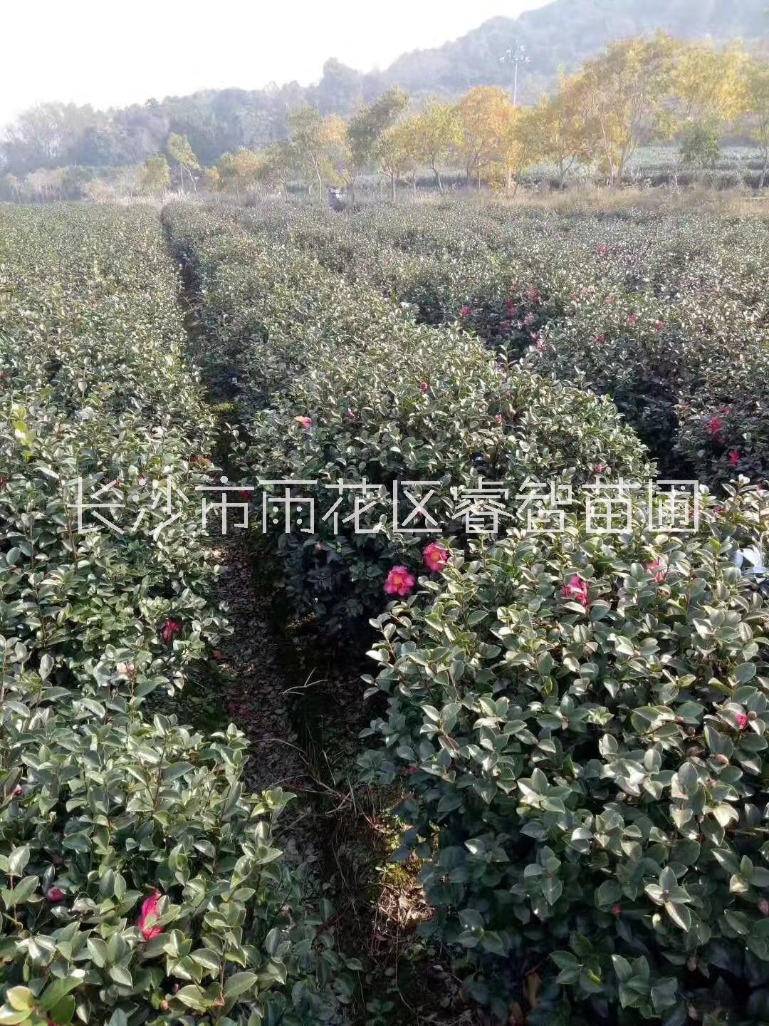 茶梅品种你认识多少品种及价格 湖南茶梅树批发基地图片