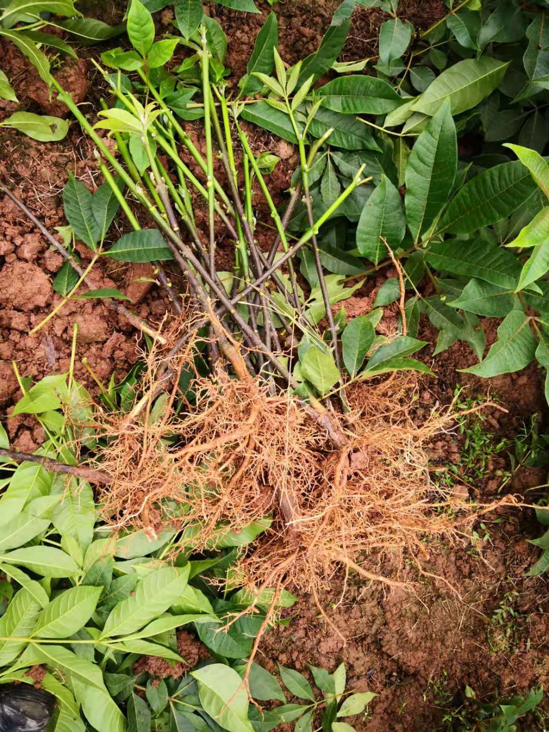 重庆吴茱萸苗基地种植批发直销价格哪里有卖多少钱一颗图片