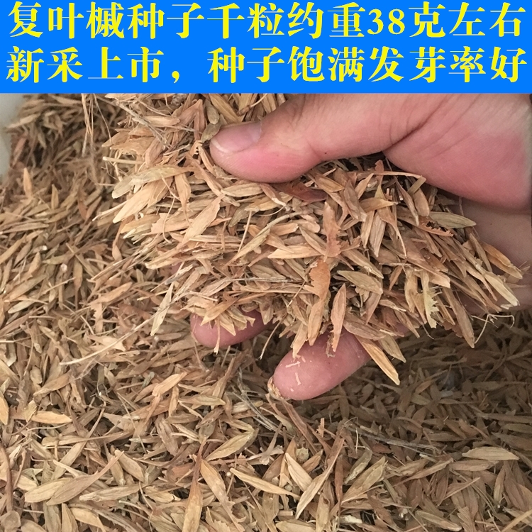 复叶槭种子批发