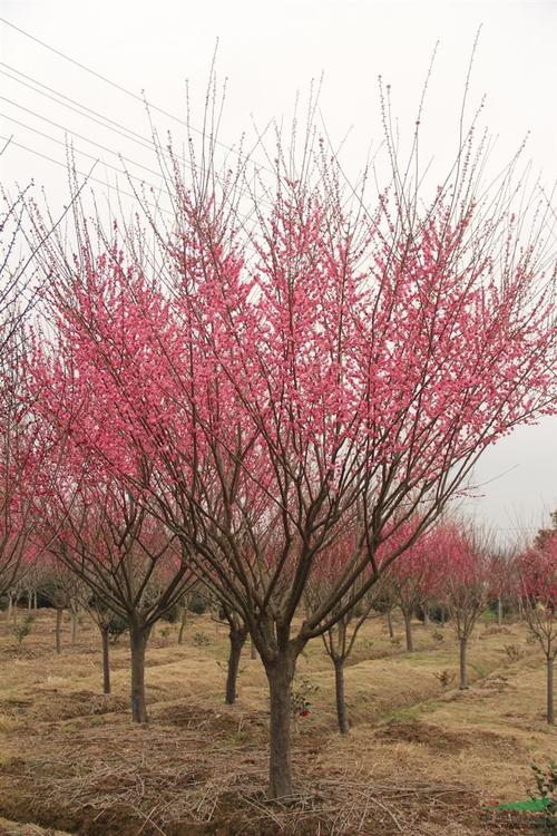 湖南长沙3-20公分观赏红梅树基地直销图片
