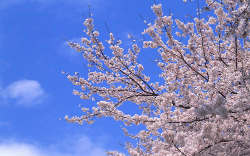 日本樱花湖南长沙3-20CM日本樱花种植基地直销价格