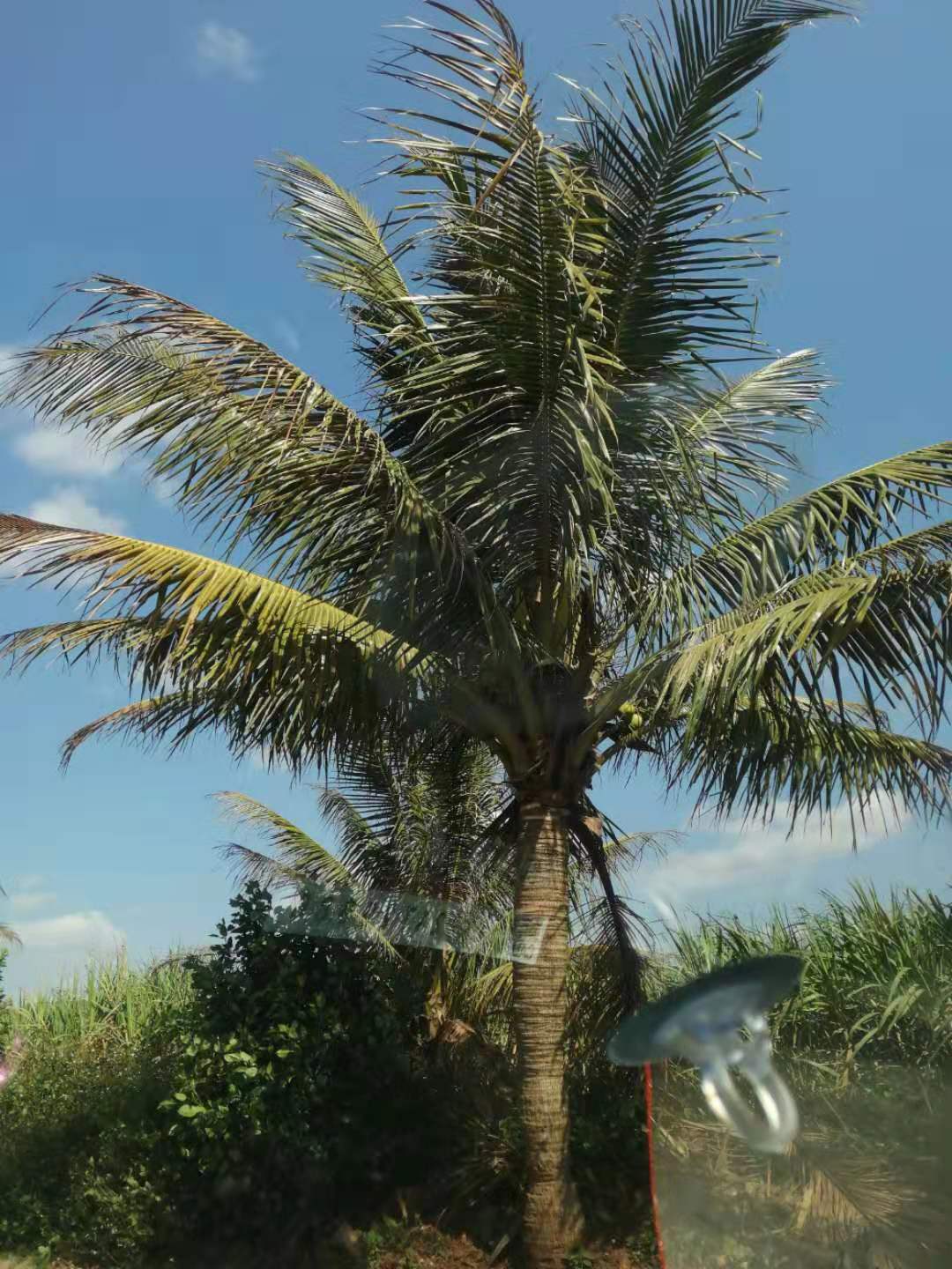 椰子树 椰子苗批发 优质海南椰子树苗图片
