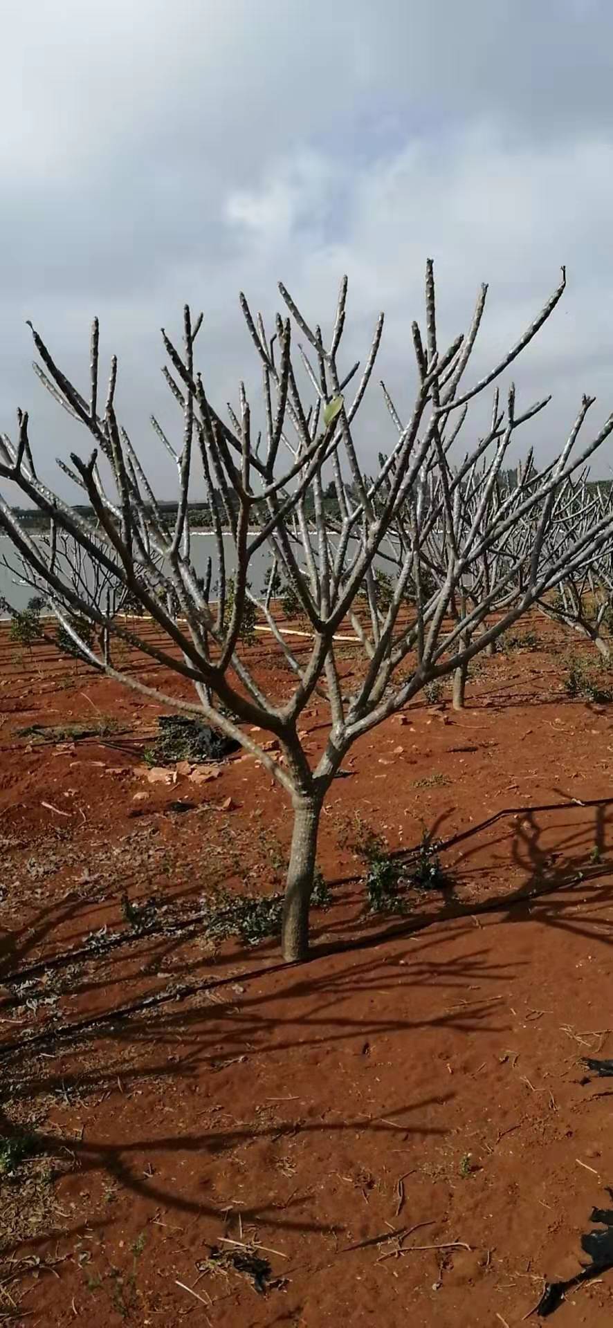 鸡蛋花生产基地 大量批发鸡蛋花树 鸡蛋花报价