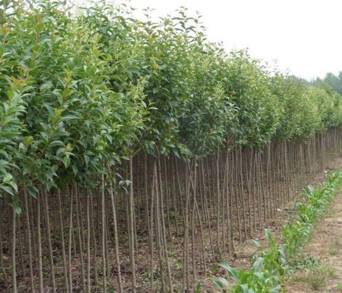 温州大叶女贞苗木种植基地批发价格