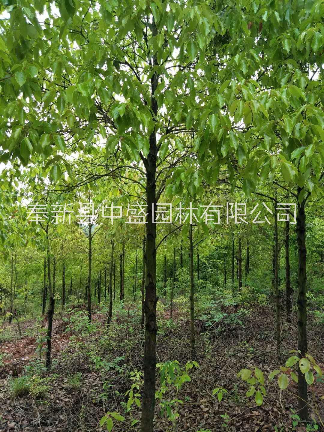 江西香樟树价格-13公分香樟树价格-香樟树基地(查看)