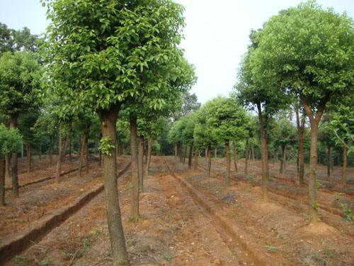宁波香樟苗木种植基地批发价格