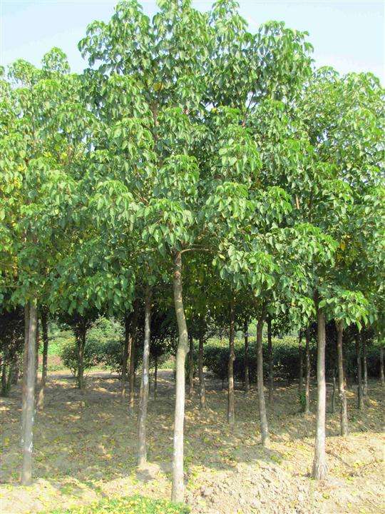 杭州重阳木苗木种植基地批发价格
