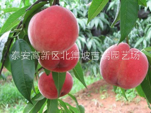 基地直供优质桃树苗，早中晚熟的都有，质优价廉图片