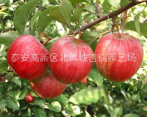 鲁丽苹果苗价格，供应优质苹果苗