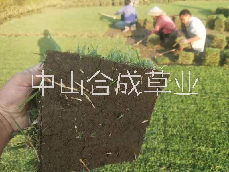 广州美国二号草种植基地直销价格 大量优惠供应