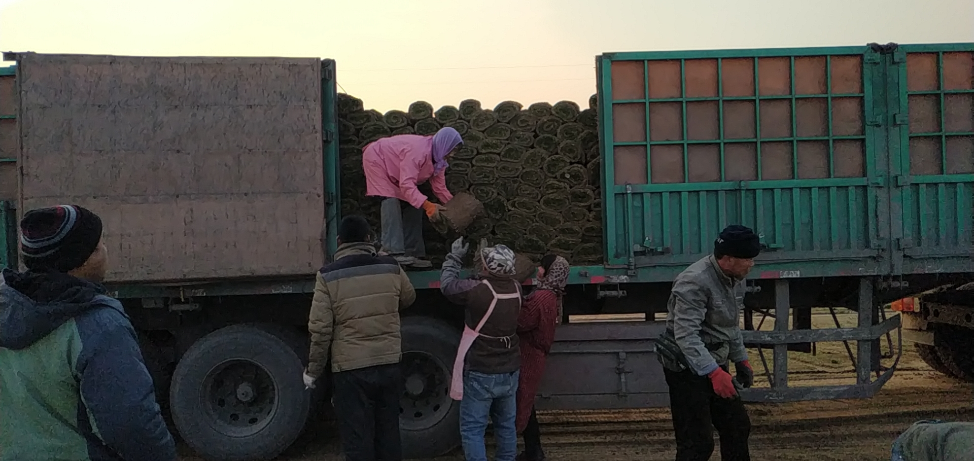 高羊茅草坪   高羊茅草坪价格   高羊茅草坪基地  哪里有高羊茅草坪