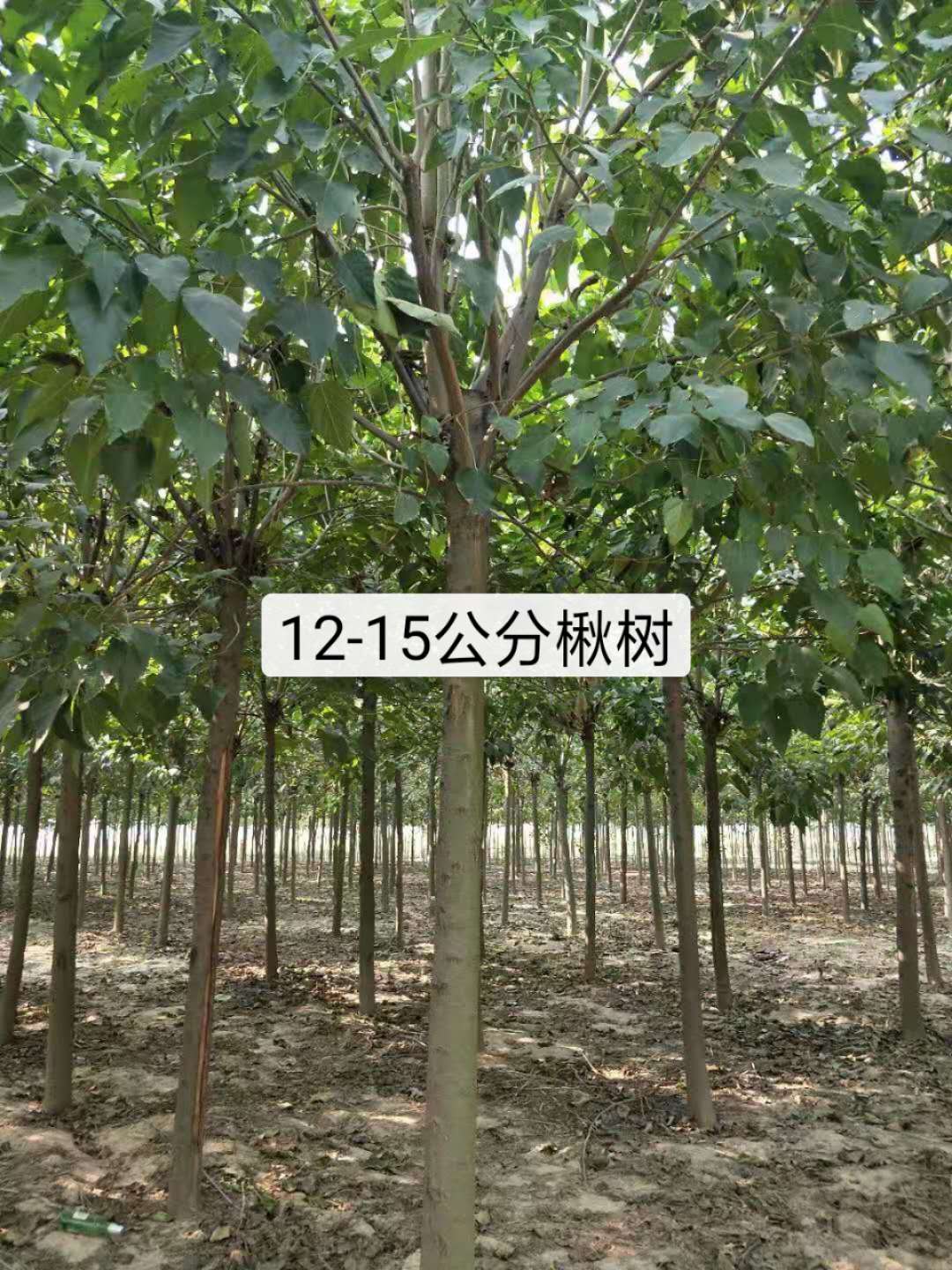 河南周口太康12-15公分楸树基地直销批发价格多少钱哪里有卖 销往河北，天津，山东，南阳