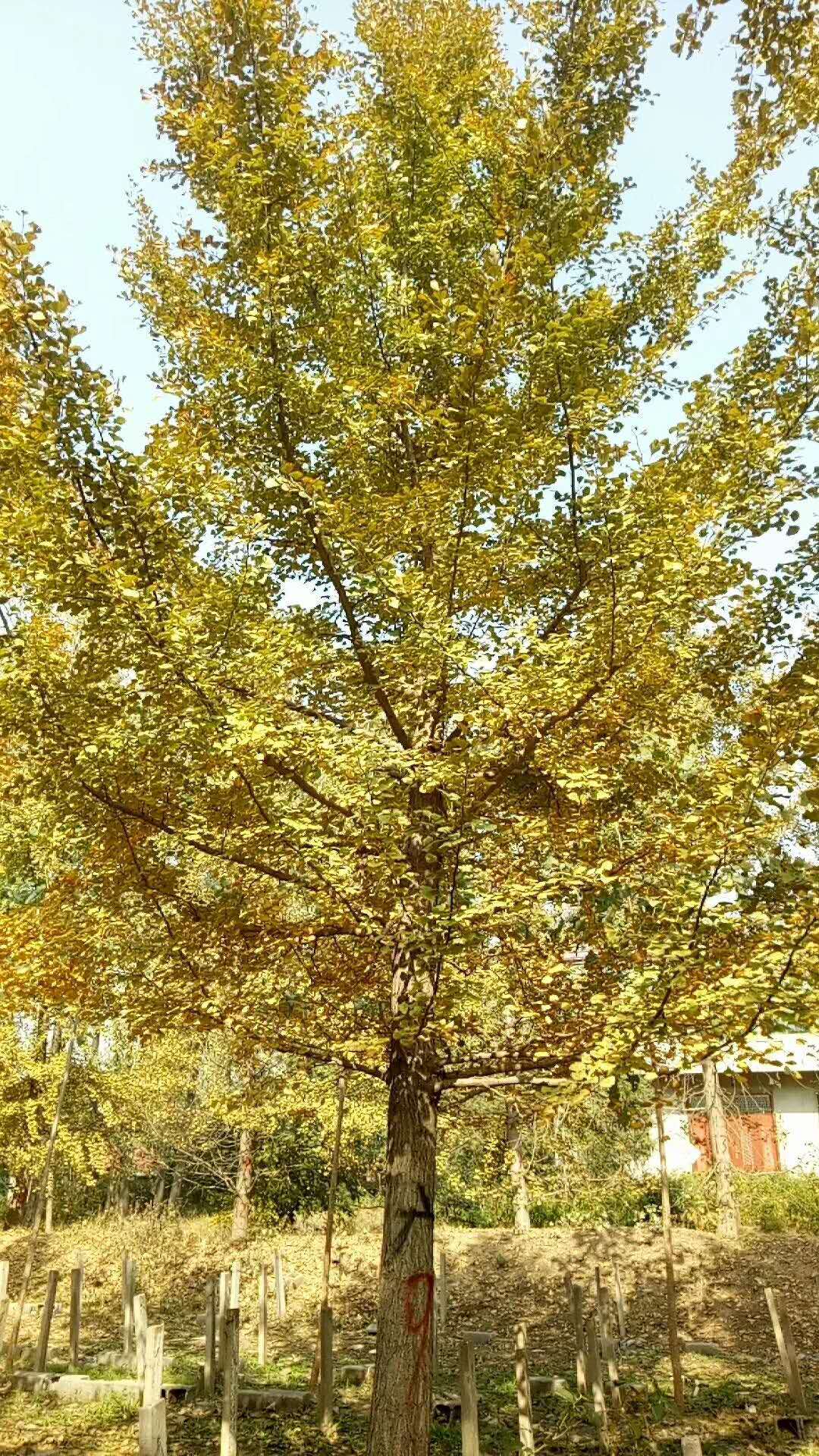 徐州市批发实生银杏树种植基地