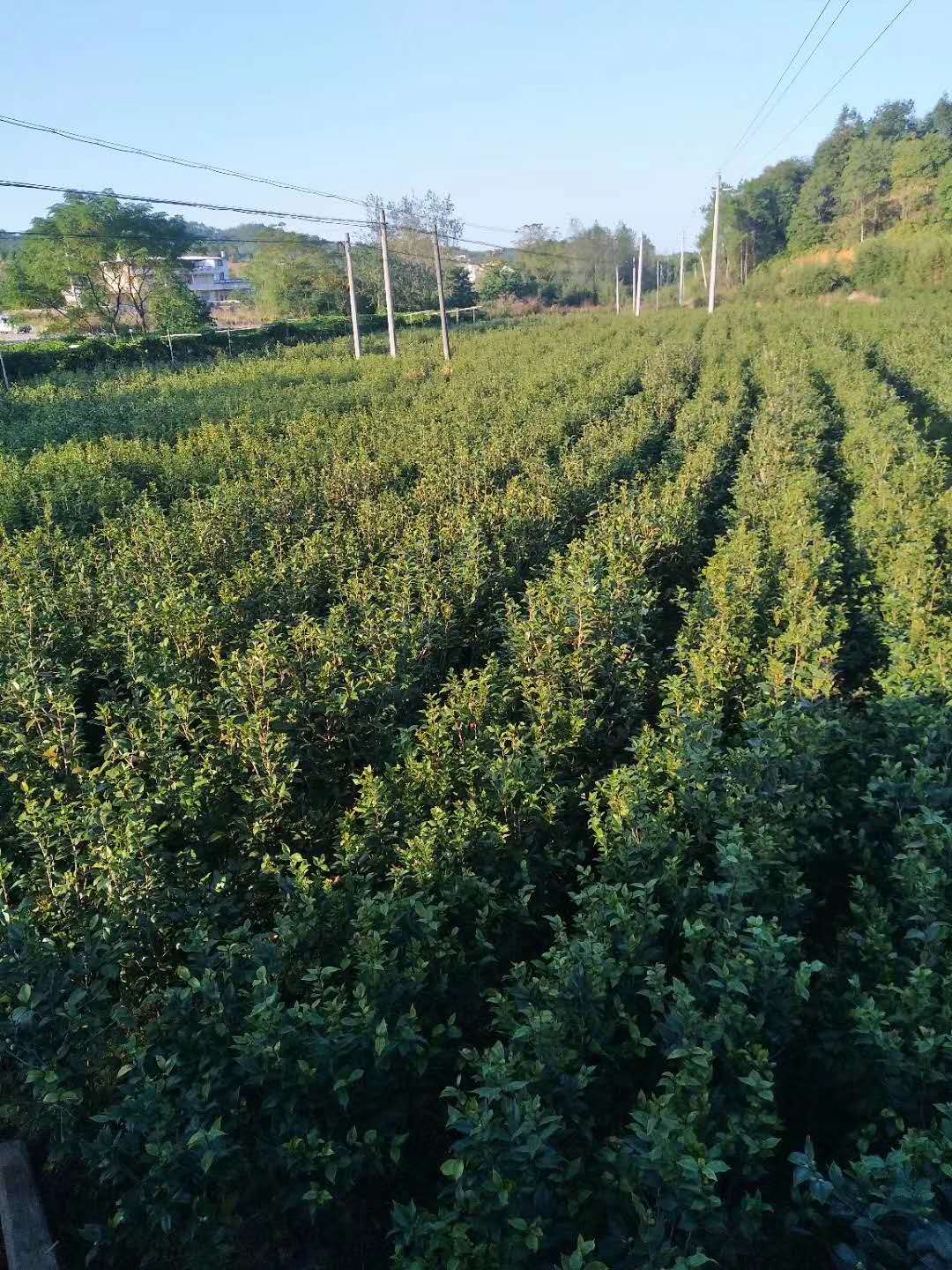 茶花苗价格，茶花苗批发，供应商