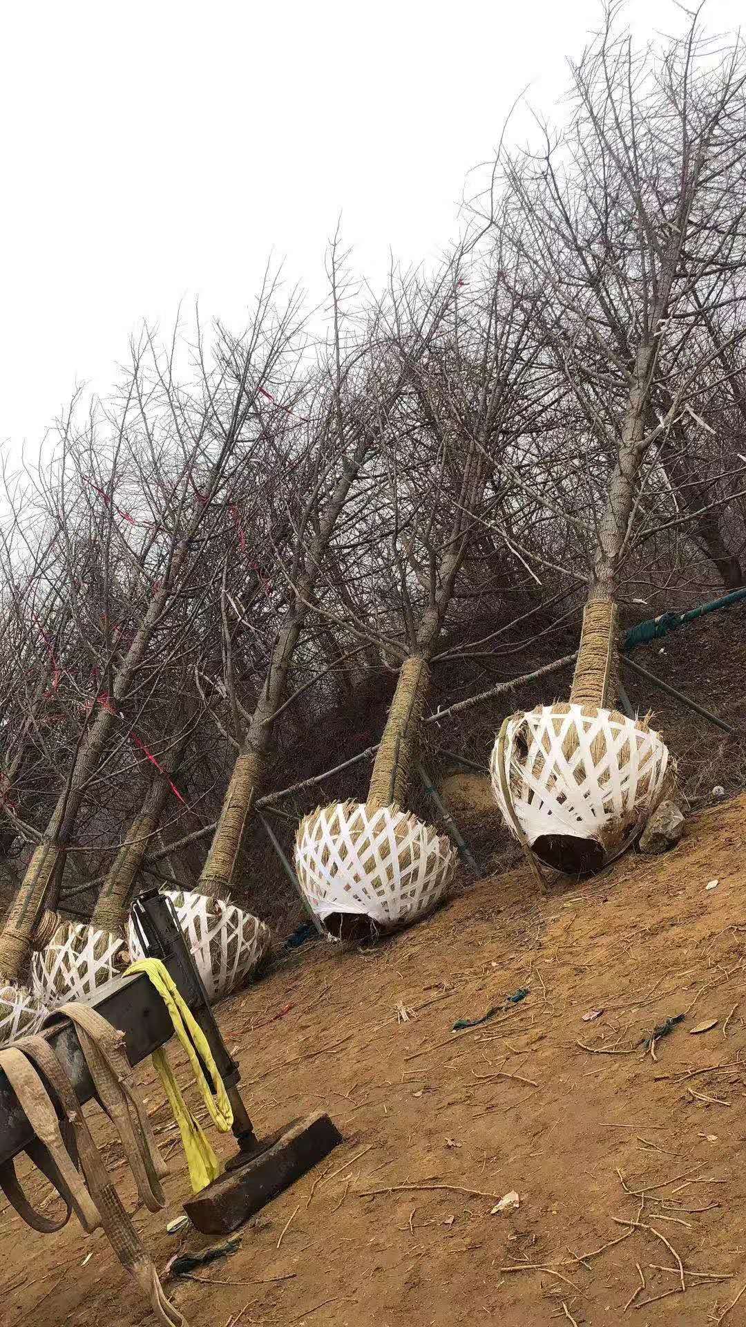 徐州市批发实生银杏树种植基地