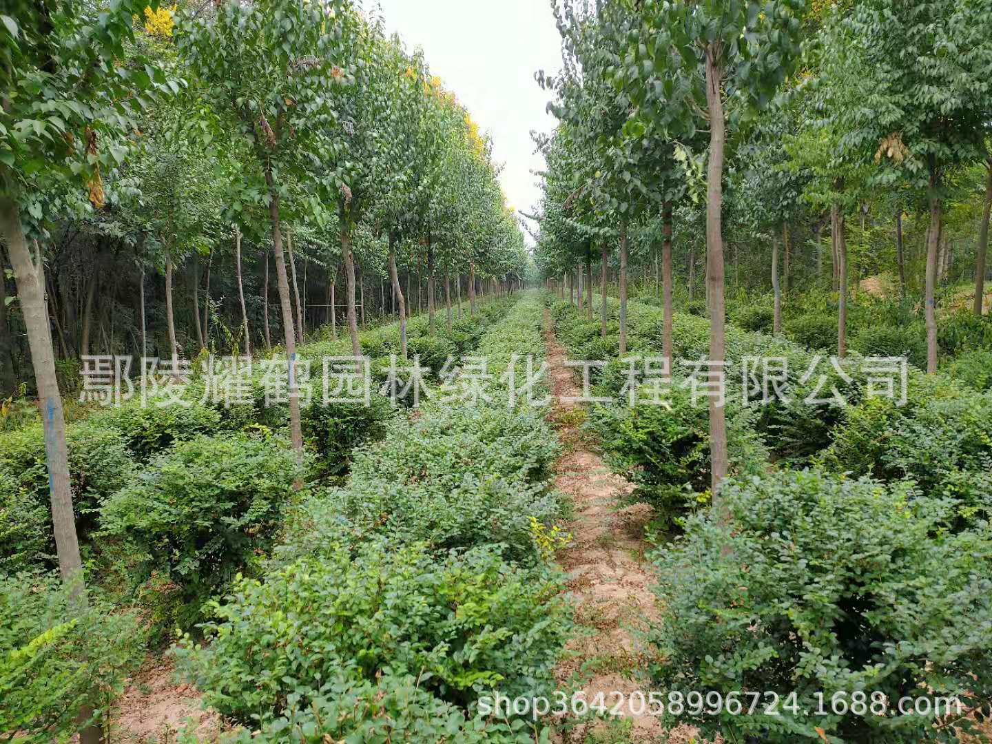 河南鄢陵小叶女贞球河南鄢陵小叶女贞球基地，批发，价格，多少钱？哪里有卖？