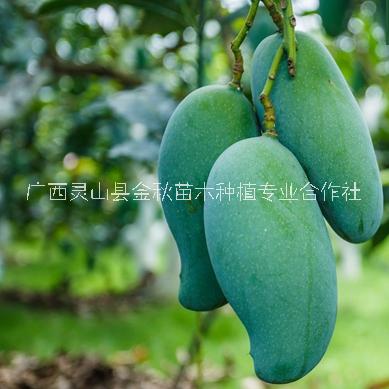 桂七芒果长期供应桂七芒果苗圃种植基地批发价格