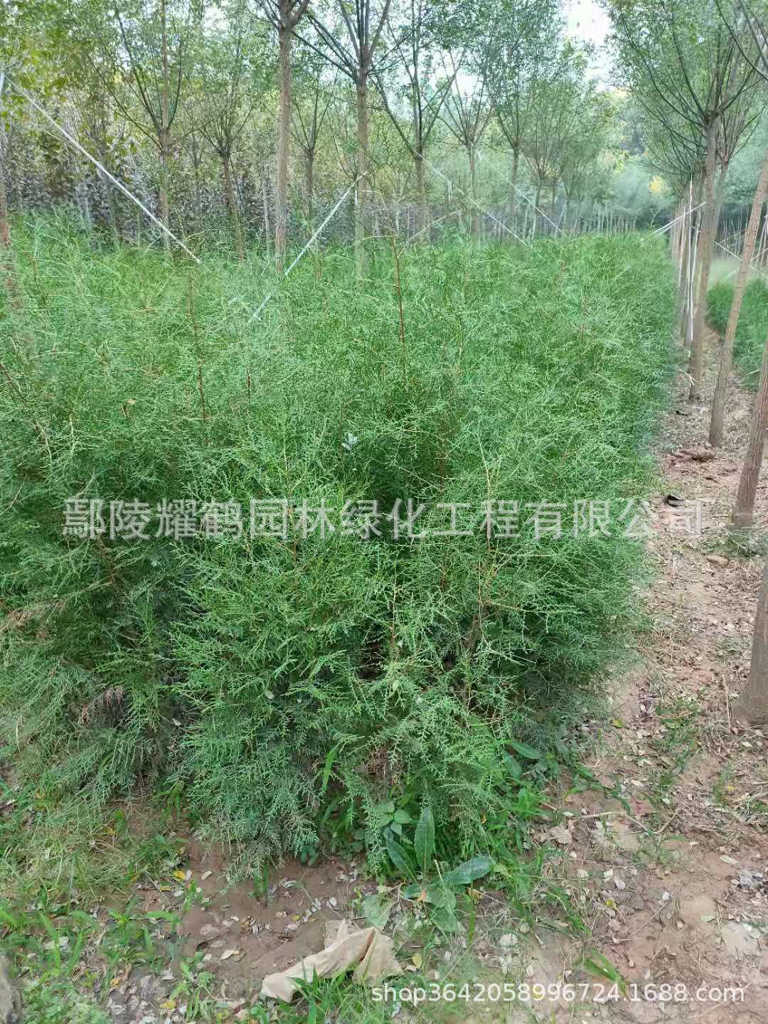 河南鄢陵侧柏基地，批发，价格，多少钱？哪里有卖？