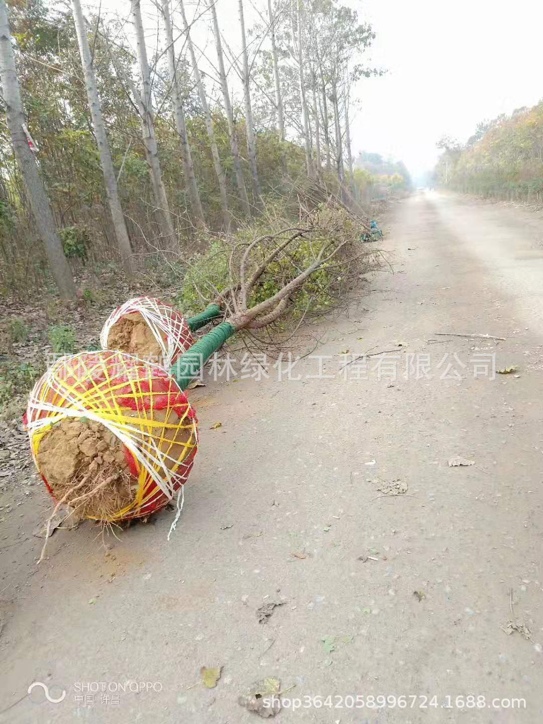 河南鄢陵三角枫基地，批发，价格，多少钱？哪里有卖？